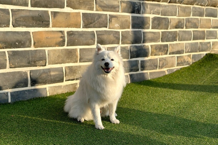  안양 비산동 산마을애견카페 깔끔한 실내와 인조잔디 야외테라스