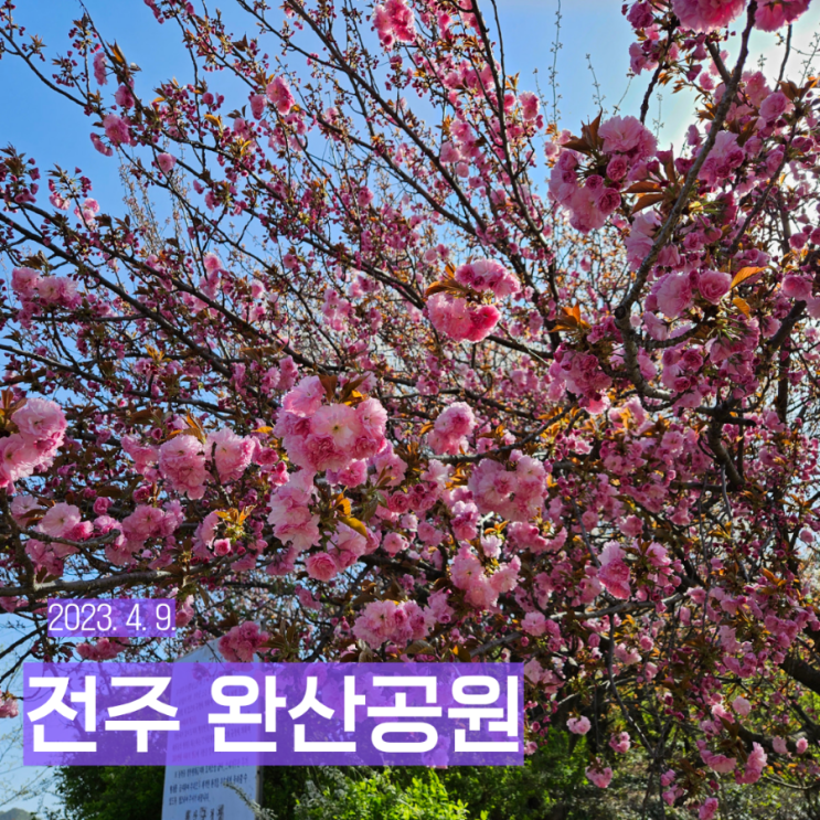 전북 전주 겹벚꽃 명소 완산공원 꽃동산