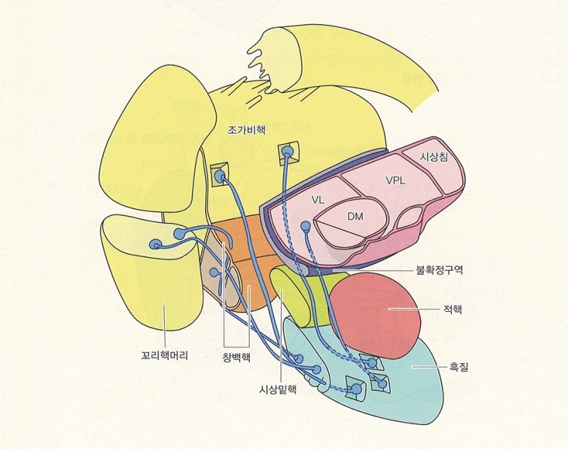 신경계 - 대뇌기저핵, 바닥핵, 기저핵, 대뇌핵, basal ganglia 정리 / 운동학습과 운동조절에 관여하는 뇌 영역 ...