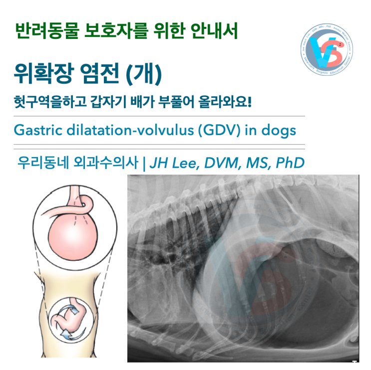  [동물병원안내서] 위확장 염전 (개) 헛구역을하고 갑자기 배가 부풀어 올라와요!  (Gastric dilatation-volvulus (GDV) in dogs)