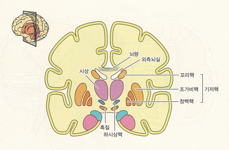 신경계 - 대뇌기저핵, 바닥핵, 기저핵, 대뇌핵, basal ganglia 정리 / 운동학습과 운동조절에 관여하는 뇌 영역 ...