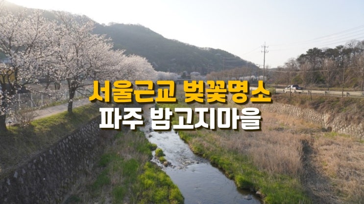 파주 서울근교 벚꽃명소 파평 밤고지마을