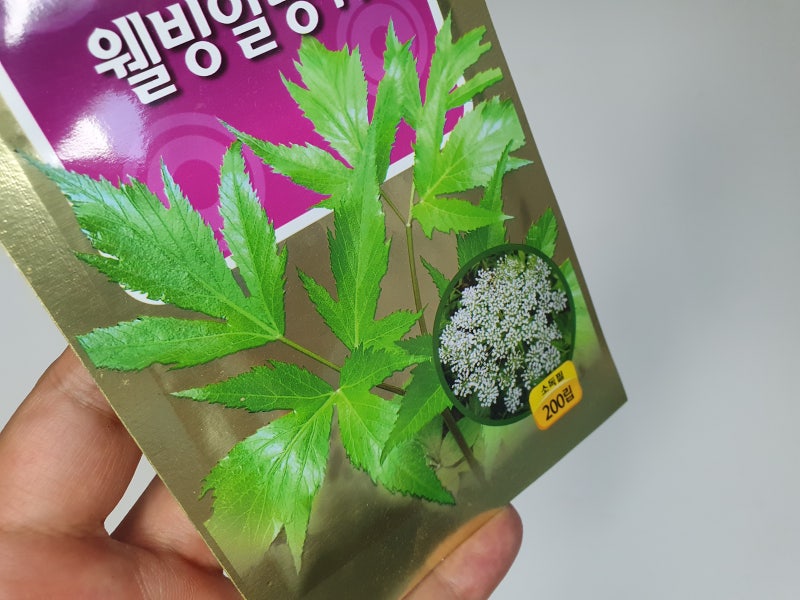 당귀(참당귀, 개당귀, 일당귀) 씨앗 파종시기 종근 모종 심는시기 심는법 수확 키우기 재배 방법 : 네이버 블로그