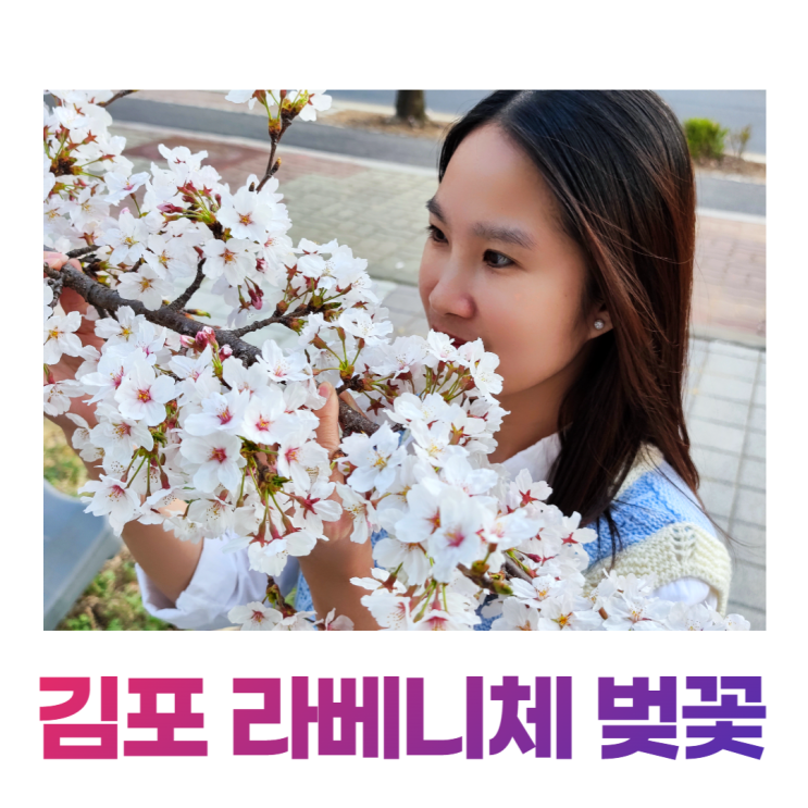 김포 라베니체 벚꽃 구경 금빛수로 산책로 데이트