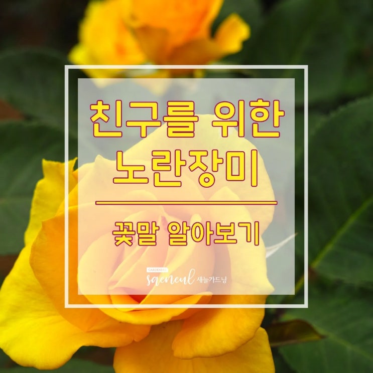   새늘가드닝 (대구꽃집 대명동꽃집 앞산카페거리꽃집 안지랑꽃집 - 우정의 상징 노란장미 )
