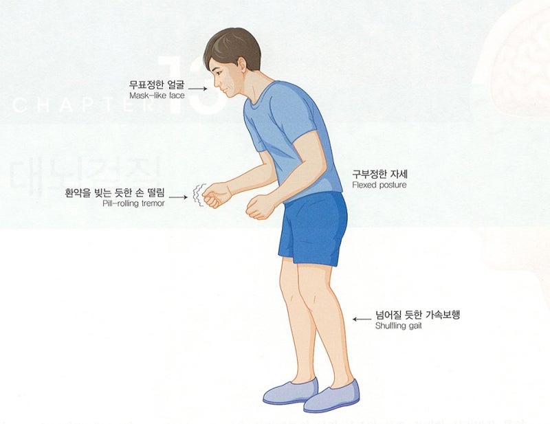신경계 - 대뇌기저핵, 바닥핵, 기저핵, 대뇌핵, basal ganglia 정리 / 운동학습과 운동조절에 관여하는 뇌 영역 ...