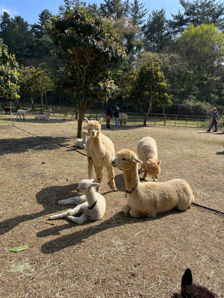  [제주] 도치돌알파카목장 / 아이들과 볼거리 놀거리 체험 가득한 곳