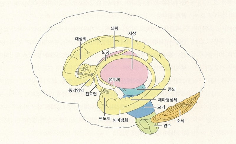 신경계 - 대뇌기저핵, 바닥핵, 기저핵, 대뇌핵, basal ganglia 정리 / 운동학습과 운동조절에 관여하는 뇌 영역 ...
