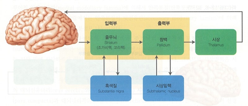 신경계 - 대뇌기저핵, 바닥핵, 기저핵, 대뇌핵, basal ganglia 정리 / 운동학습과 운동조절에 관여하는 뇌 영역 ...