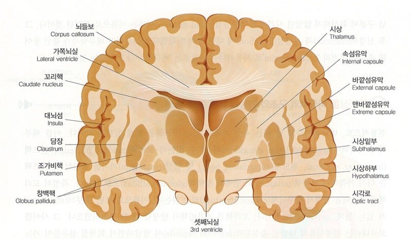 신경계 - 대뇌기저핵, 바닥핵, 기저핵, 대뇌핵, basal ganglia 정리 / 운동학습과 운동조절에 관여하는 뇌 영역 ...