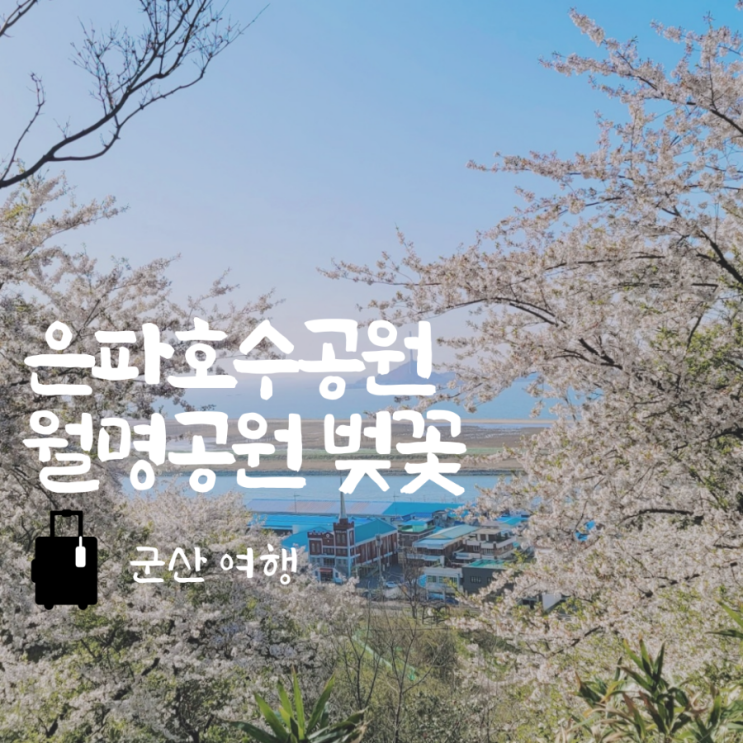  군산 벚꽃 명소 월명공원 은파호수공원 야시장