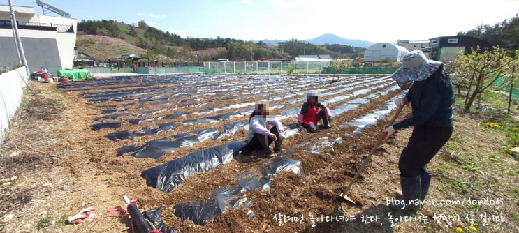  저는 농번기가 두렵지 않아요 - 2023년 3월과 4월 초 밭일