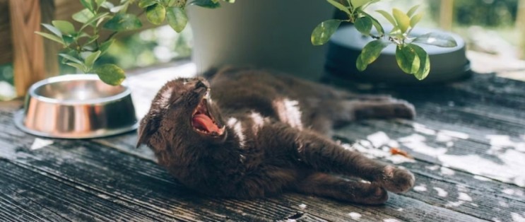 고양이 라임병의 원인과 증상, 해결방법