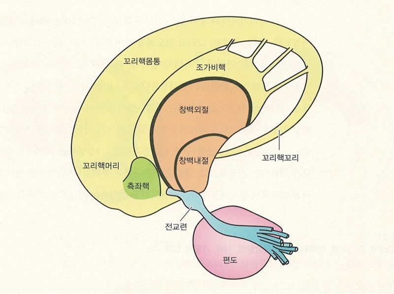 신경계 - 대뇌기저핵, 바닥핵, 기저핵, 대뇌핵, basal ganglia 정리 / 운동학습과 운동조절에 관여하는 뇌 영역 ...