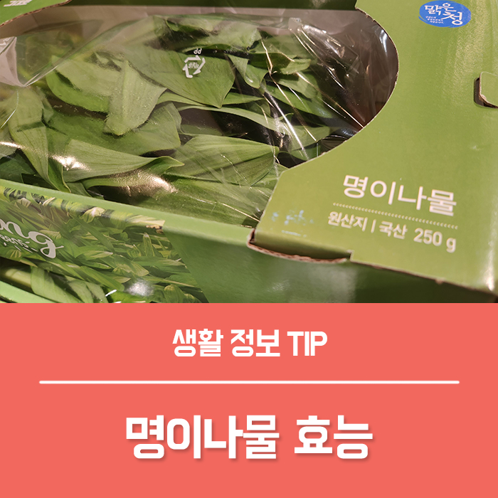  명이나물 효능 베스트3, 생 명이나물 장아찌 만들기 고르는법 부작용은?
