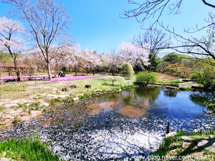 [인천대공원 나들이 23년 4월 8일 1탄]인천대공원 수목원 및 벚꽃구경!(사람이 바글바글!)