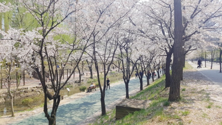  송파 벚꽃놀이 좋은 곳: 성내천 송파둘레길