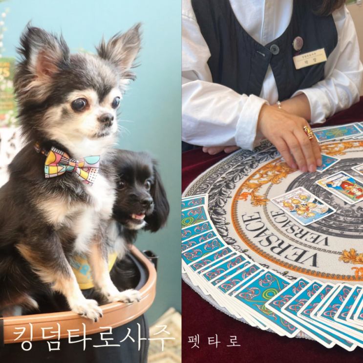  [하남 사주]신기하고 재밌는 주말 이색데이트 미사 킹덤타로사주에서 펫타로 후기