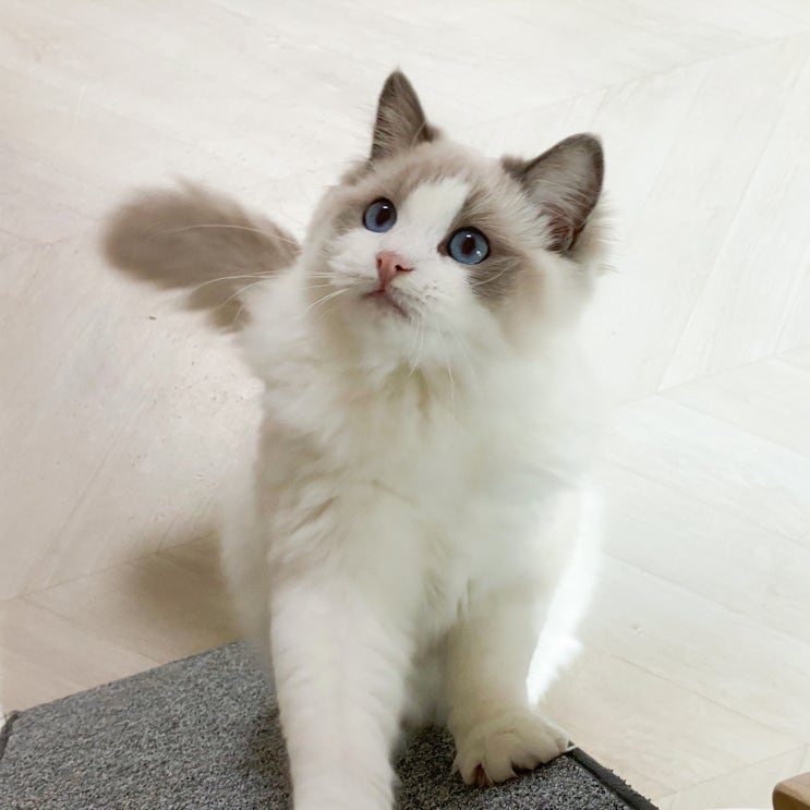  고양이 행동 의미, 렉돌 닫힌 화장실 방문 긁고 우는 특징 3가지 이유