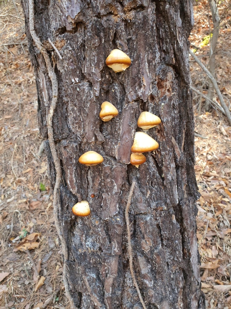 한입버섯과 재피나무. 산초나무 구별법 또 조팝나무 효능 한입버섯과 재피나무. 산초나무 구별법 또 조팝나무 효능