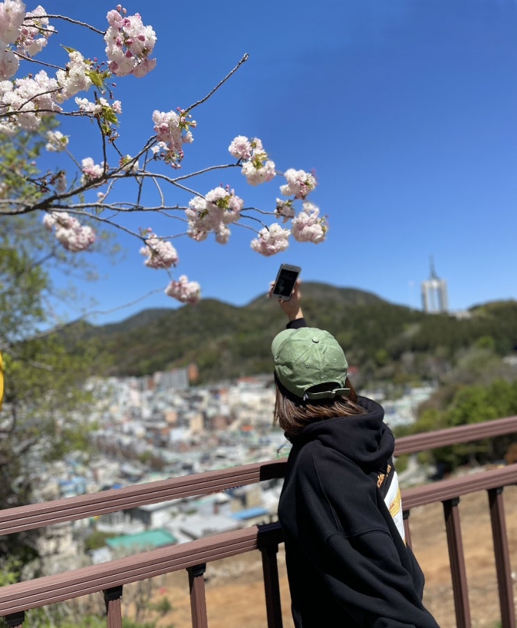  부산 겹벚꽃 민주공원 다녀왔어요 - 부산 겹벚꽃 명소 실시간 민주공원 겹벚꽃 실황