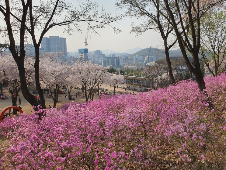  원미산 - 등산 초보도 쉽게 오를 수 있는 진달래가 아름다운 산