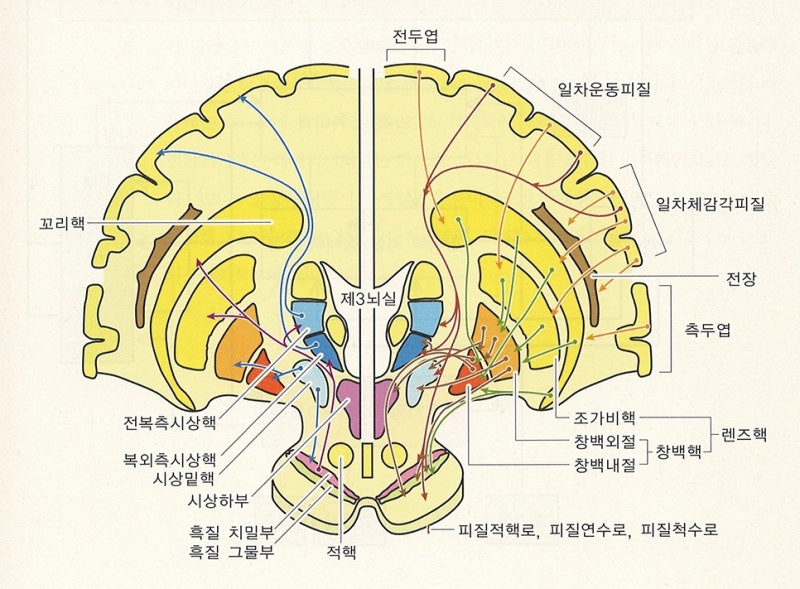 신경계 - 대뇌기저핵, 바닥핵, 기저핵, 대뇌핵, basal ganglia 정리 / 운동학습과 운동조절에 관여하는 뇌 영역 ...