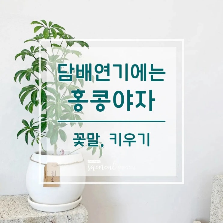   새늘가드닝 (대구꽃집 대명동꽃집 앞산카페거리꽃집 안지랑 꽃집 - 행운을 가져다주는 홍콩야자)