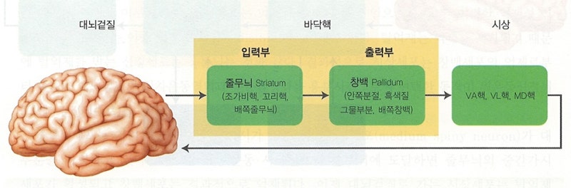 신경계 - 대뇌기저핵, 바닥핵, 기저핵, 대뇌핵, basal ganglia 정리 / 운동학습과 운동조절에 관여하는 뇌 영역 ...