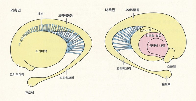 신경계 - 대뇌기저핵, 바닥핵, 기저핵, 대뇌핵, basal ganglia 정리 / 운동학습과 운동조절에 관여하는 뇌 영역 ...