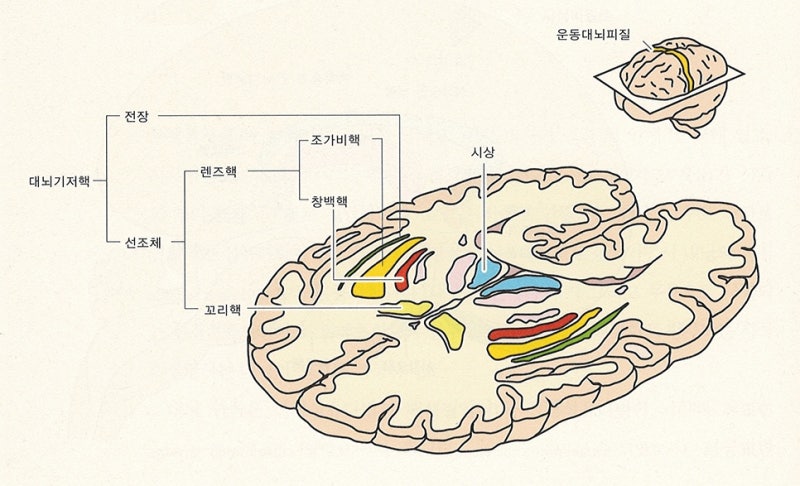 신경계 - 대뇌기저핵, 바닥핵, 기저핵, 대뇌핵, basal ganglia 정리 / 운동학습과 운동조절에 관여하는 뇌 영역 ...