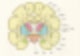 신경계 - 대뇌기저핵, 바닥핵, 기저핵, 대뇌핵, basal ganglia 정리 / 운동학습과 운동조절에 관여하는 뇌 영역 ...