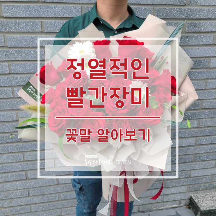   새늘가드닝 (대구꽃집 대명동꽃집 앞산카페거리꽃집 안지랑 꽃집 -  정열적인 빨간장미 )