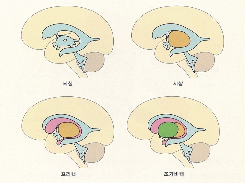 신경계 - 대뇌기저핵, 바닥핵, 기저핵, 대뇌핵, basal ganglia 정리 / 운동학습과 운동조절에 관여하는 뇌 영역 ...
