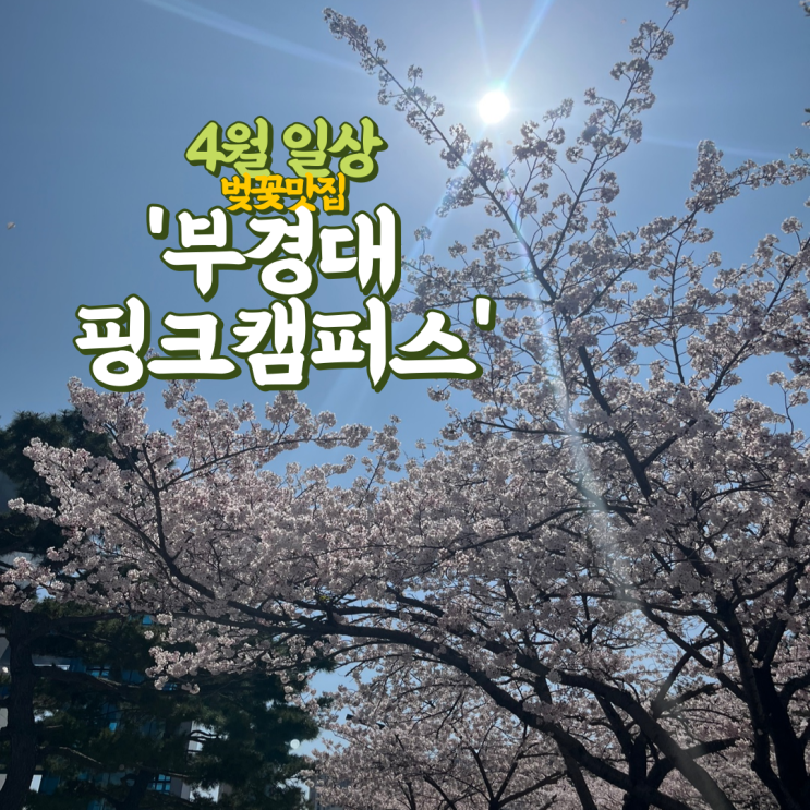 [맛집을 위한 일상] 23년 <b>부경대</b> 벚꽃축제 (<b>부경대</b> 핑크캠퍼스)... 