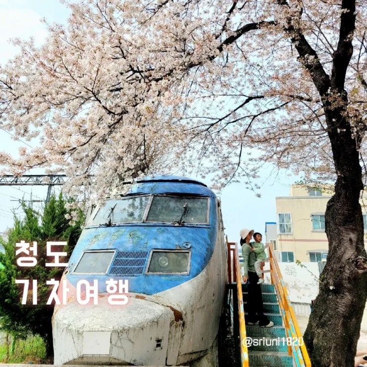 [나들이] '23. 4월 1일 가고 싶은 곳 청도 아이들 첫 기차 여행