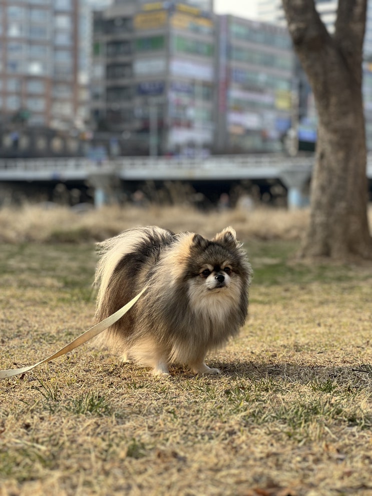  산책 중 바람을 즐기는 꾸꾸