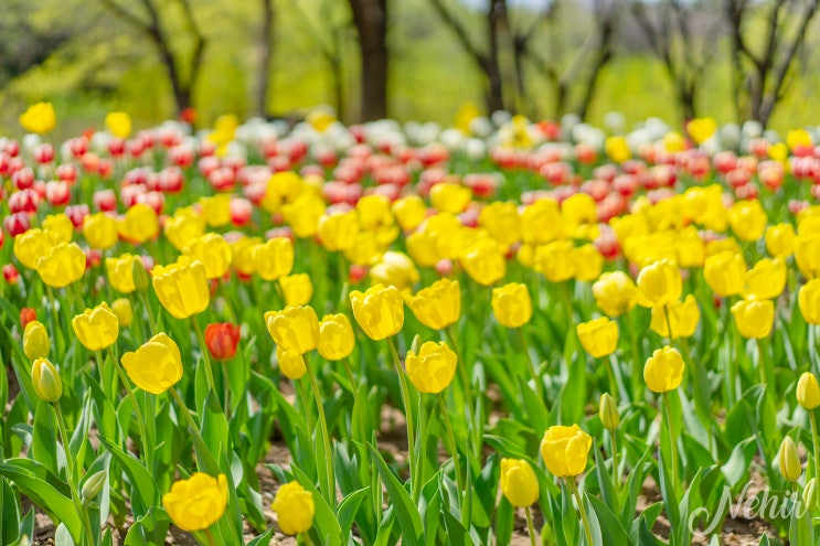 서울숲 튤립 위치 4월 서울 꽃구경