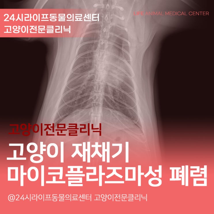 대구고양이동물병원 : 고양이 재채기 원인 고양이 마이코플라즈마성 폐렴 대구고양이동물병원 : 고양이 재채기 원인 고양이 마이코플라즈마성 폐렴