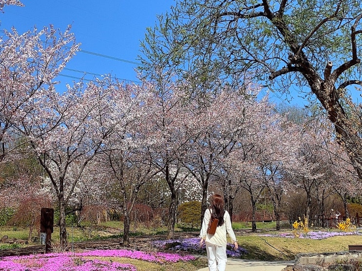 인천 벚꽃 명소ㅣ인천대공원 벚꽃축제 정보 : 봄나들이 데이트