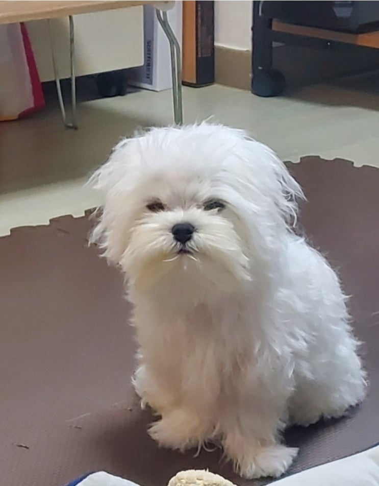  #말티즈#솜뭉치#셀프미용