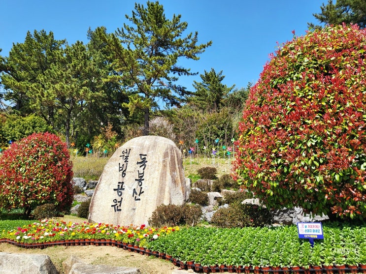  거제 독봉산 웰빙공원 봄꽃 벚꽃 구경 봄꽃전시행사
