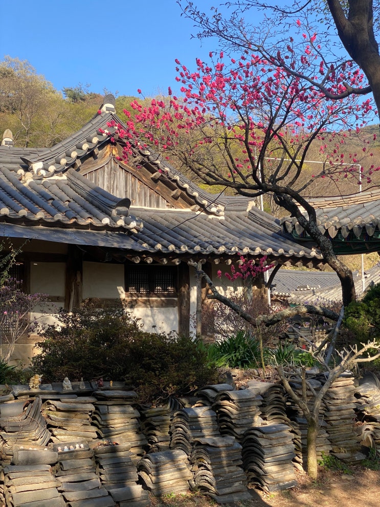  서산 개심사 : 충남 사찰 탐방과 청벚꽃 현황