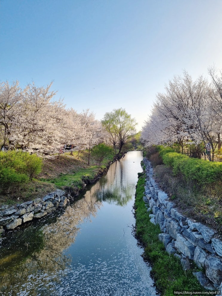 [인천대공원 나들이 23년 4월 8일 2탄]인천에 마지막 벚꽃을 찾아 떠난 인천대공원 벚꽃축제 방문기!