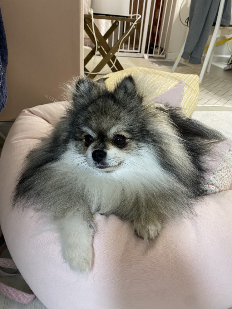 쿠션 위의 꾸꾸