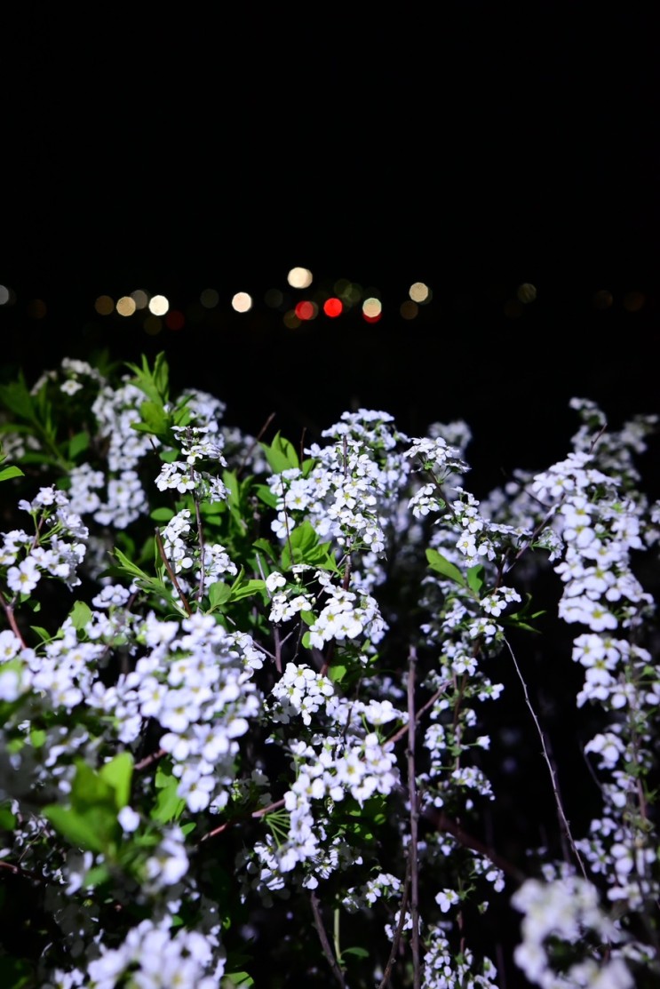 [Z5/Viltrox 35mm] 야간 꽃 사진