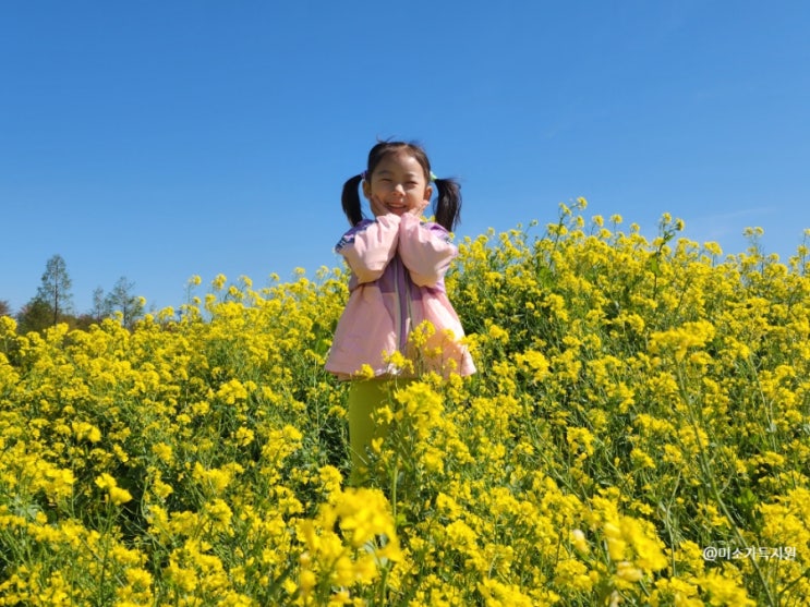  부산 대저생태공원 유채꽃  아이와 가볼만한곳 낙동강 축제 정보