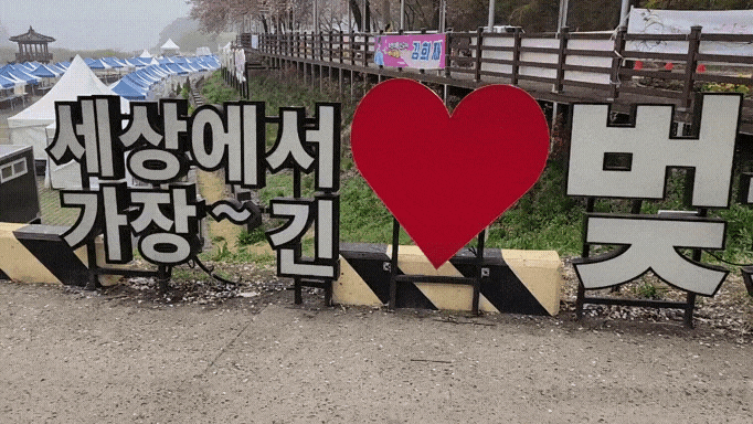  김희재 박서진 김의영 등 초대가수 나오는 봄축제 대청호벚꽃축제 뮤직페스티벌 보고 온 후기