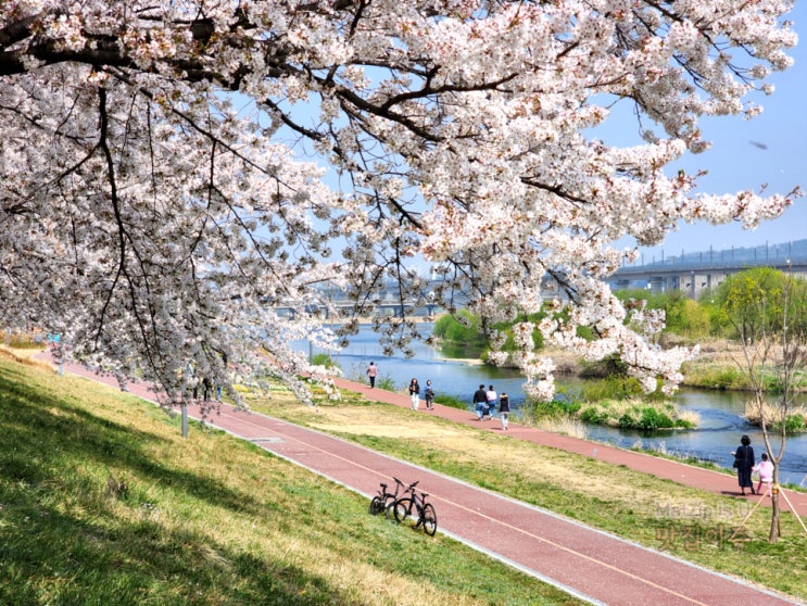  문지동 포케 영칼로리에서 점심먹고 갑천 벚꽃 산책 후기