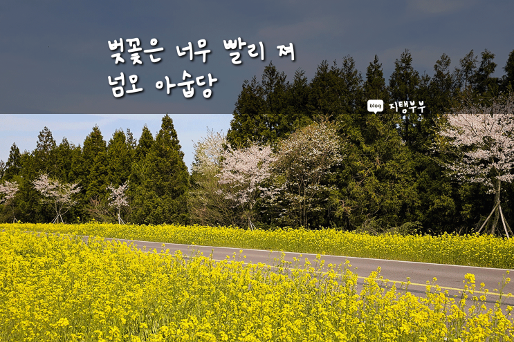  제주도 | 지지난주에 보고 온 올해 마지막 벚꽃이랑 유채꽃 녹산로 유채꽃도로 드라이브도 하구 바다도 보구 봄철 제주도는 짱짱 예쁘다
